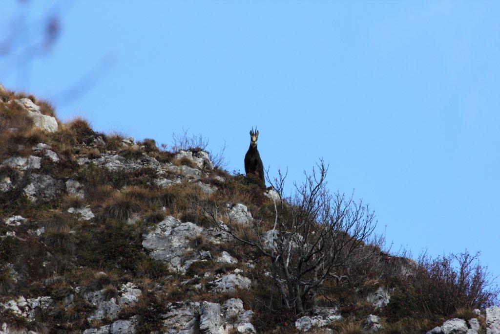 Qualche camoscio  trentino